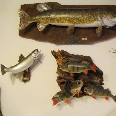 Auszug meiner eigenen Trophäen