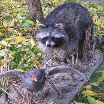 Waschbär mit Rebhuhn