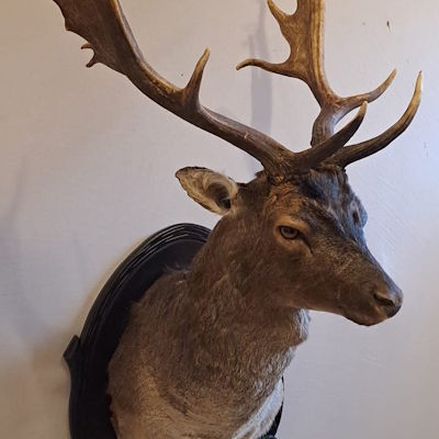 Damhirsch