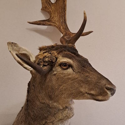 Damhirsch