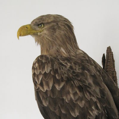 Seeadler